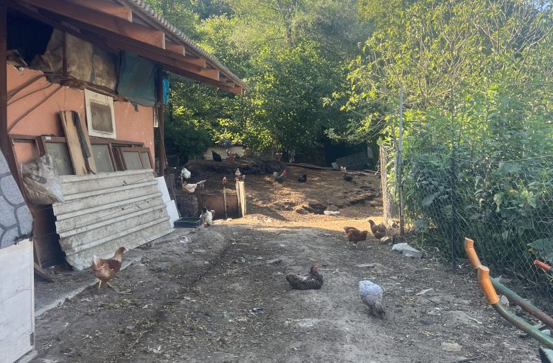 ŞİLE DOĞANCILI MH DEVREN KİRALIK ÇİFTLİK